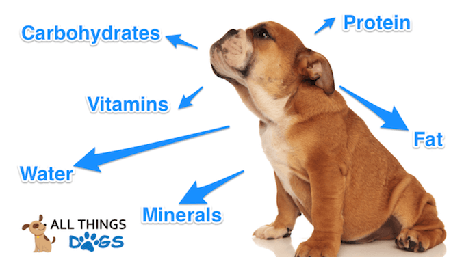 The Big Six Nutrients for Dogs