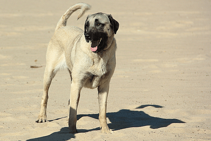 Turkish Kangal Dog Exercising