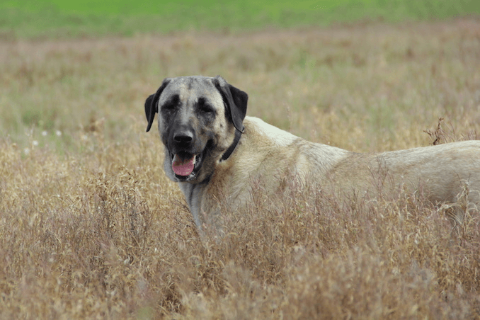 Kangal dogs