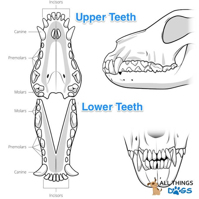 Puppy Deciduous Teeth Chart