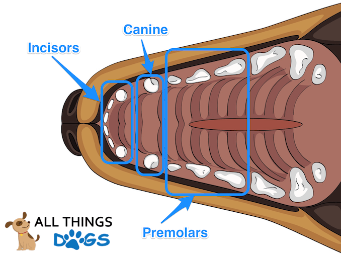 Dog Teeth Diagram