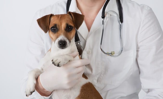 Dog in the arms of a veterinarian 