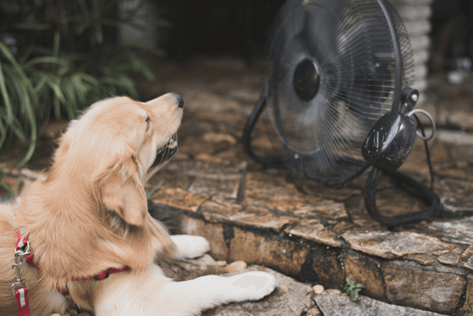 Golden retriever resting infront of a fan.