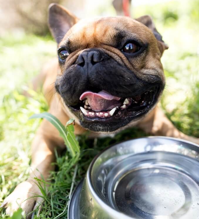 Dog water bowl
