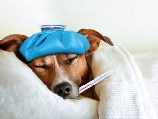 Dog with thermometer in their mouth