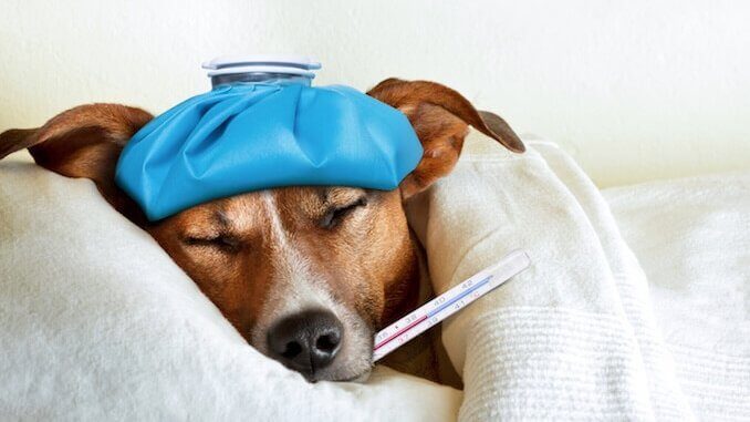 Dog with thermometer in their mouth