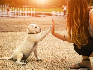 Form a Strong Bond with your Dog for Training