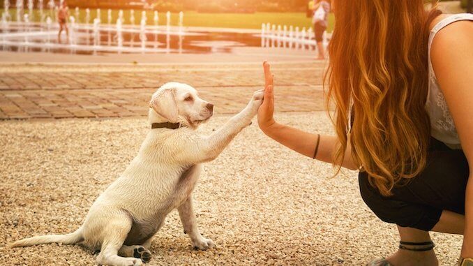 Form a Strong Bond with your Dog for Training