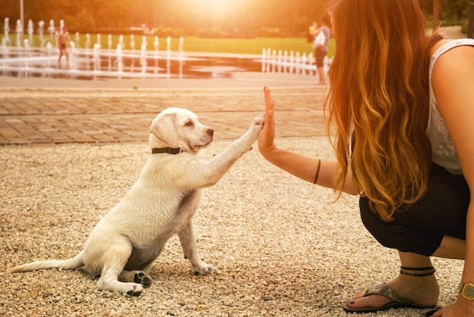 A puppy high-fiving their owner