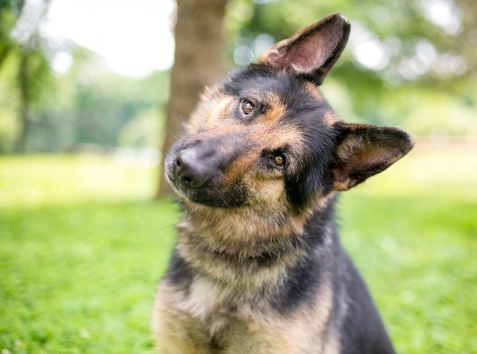 A German Shepherd Dog