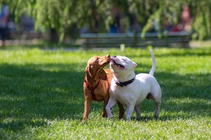 Two dogs playing together in the park