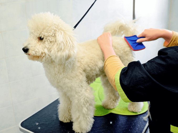 Grooming Requirements of a Sheepadoodle