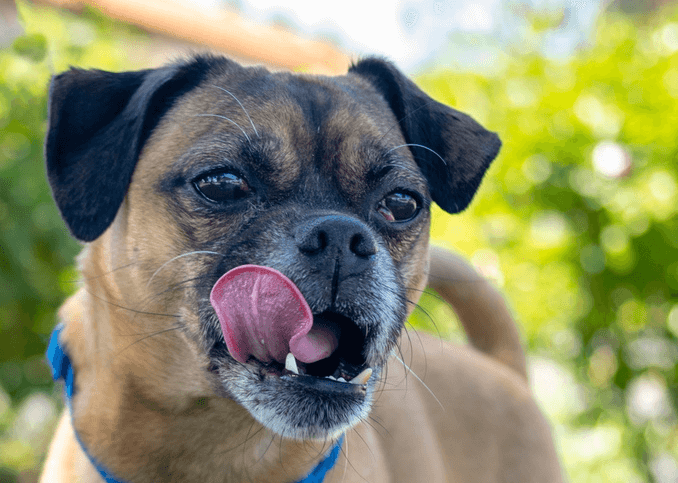 A Guide to Caring for your Puggle
