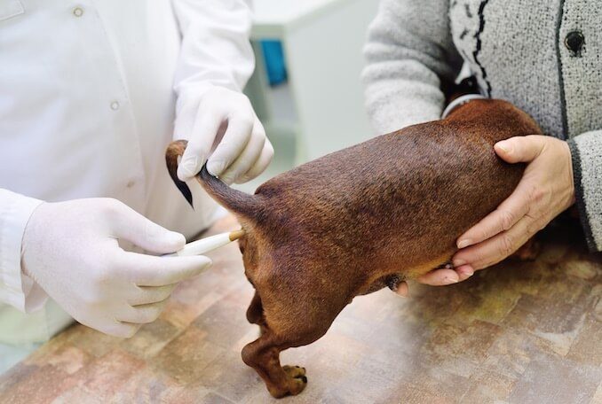 A veterinarian taking a dog's temperature