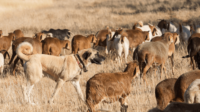 Kangal dogs Guardianship and Behavior to Predators