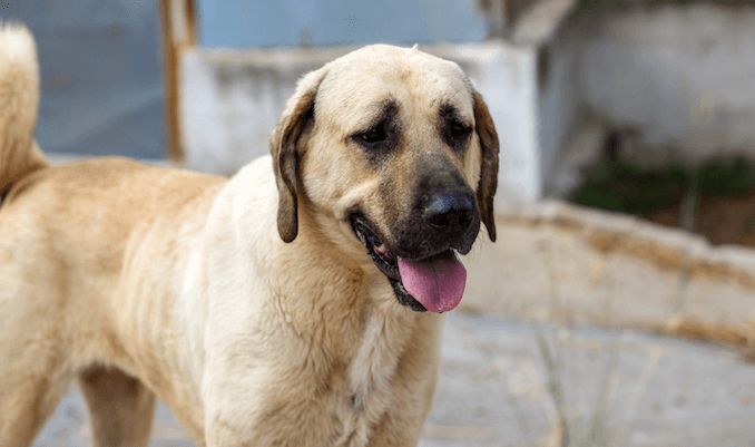 Kangal Dogs Profile