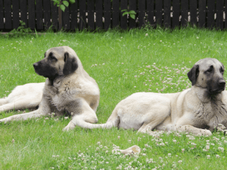 Two Kangal Dogs