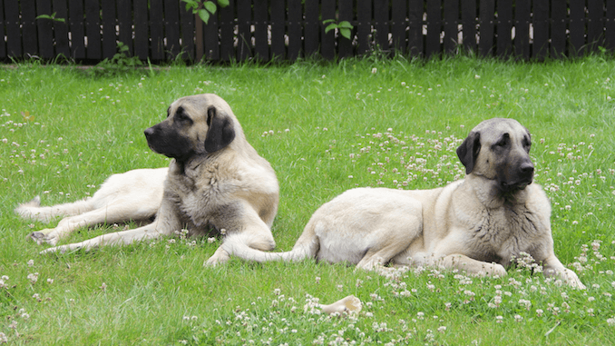 Two Kangal Dogs