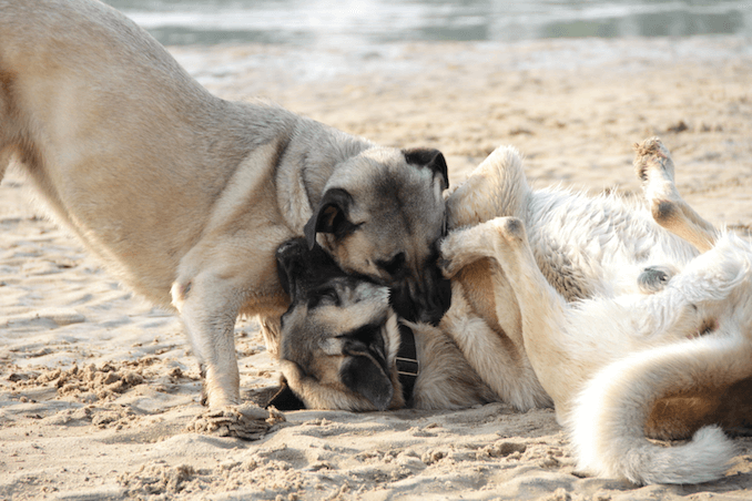 Kangal Dogs Playing