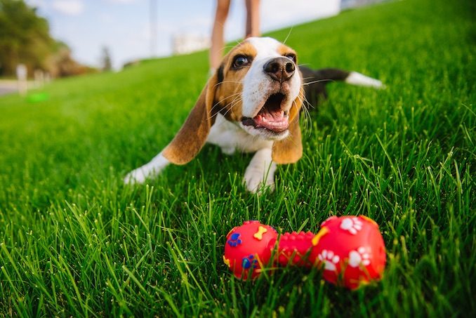 A dog playing with a bone in the yard