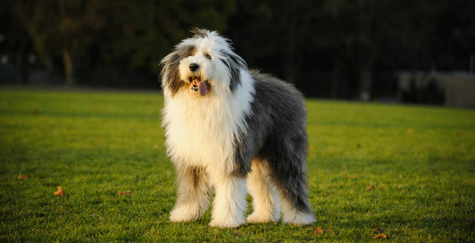 Old English Sheepdog Standing in a Field