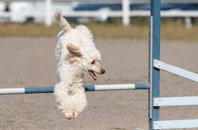 Poodle jumping during an agility class.