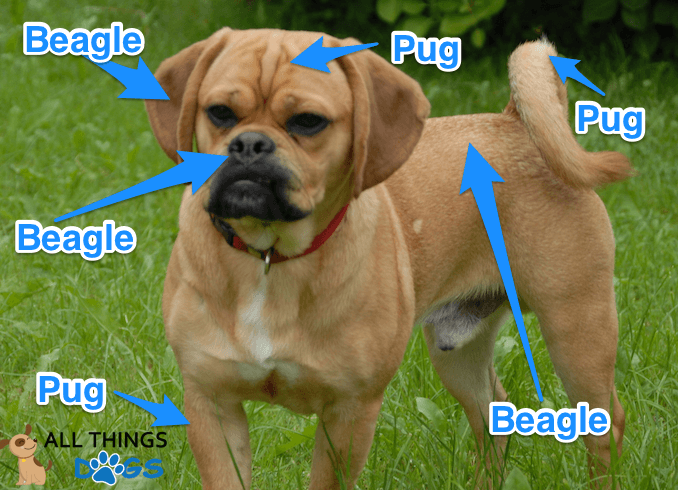 The Appearance of a Puggle