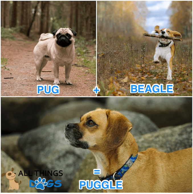 Puggle Growth Chart