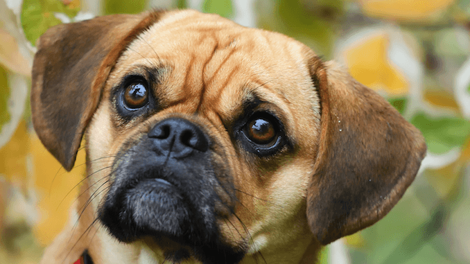 Puggle Dog Breed