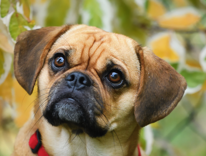 pug and beagle puppies