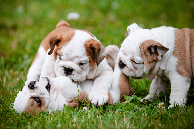 English Bulldog Puppies Playing