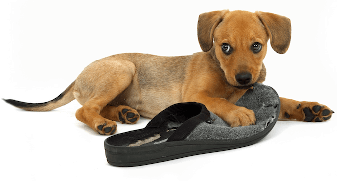 dog biting slippers