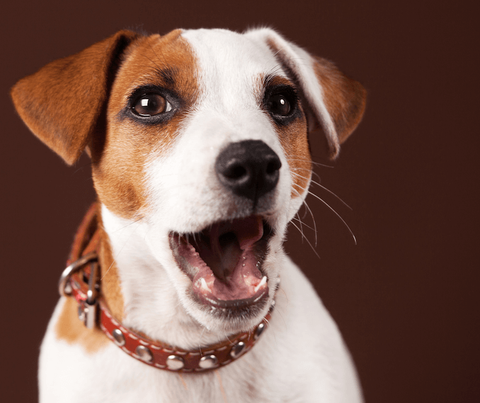 Jack Russel's Canine Teeth