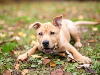 A puppy being trained in the park.