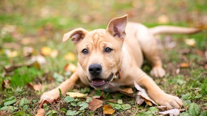 A puppy being trained in the park.