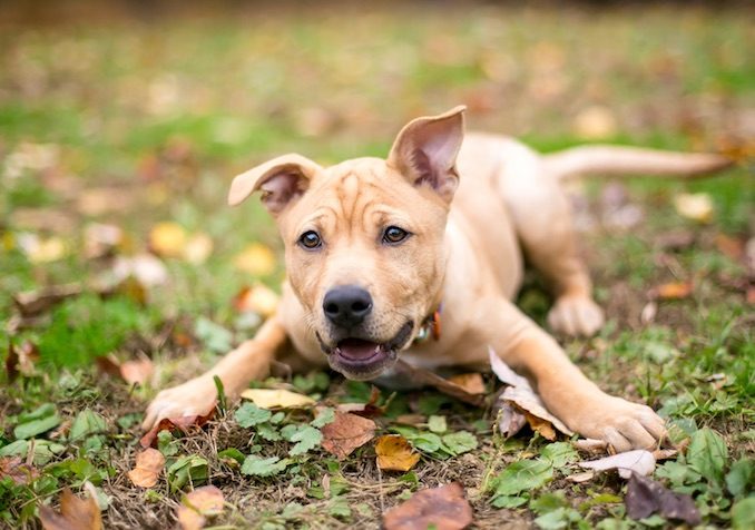 A puppy being trained in the park.