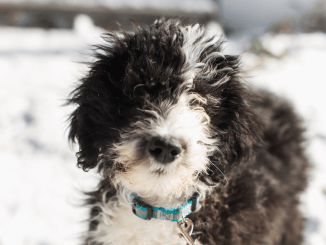 Sheepadoodle Puppy