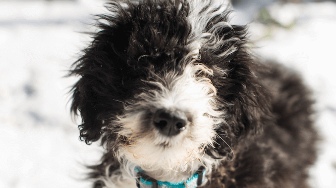 Vær opmærksom på godt Genveje Sheepadoodle: What It's Like to Own a Sheepdog Poodle Mix | All Things Dogs