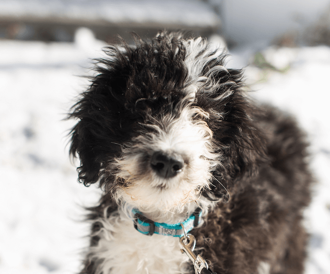 Sheepadoodle Puppy