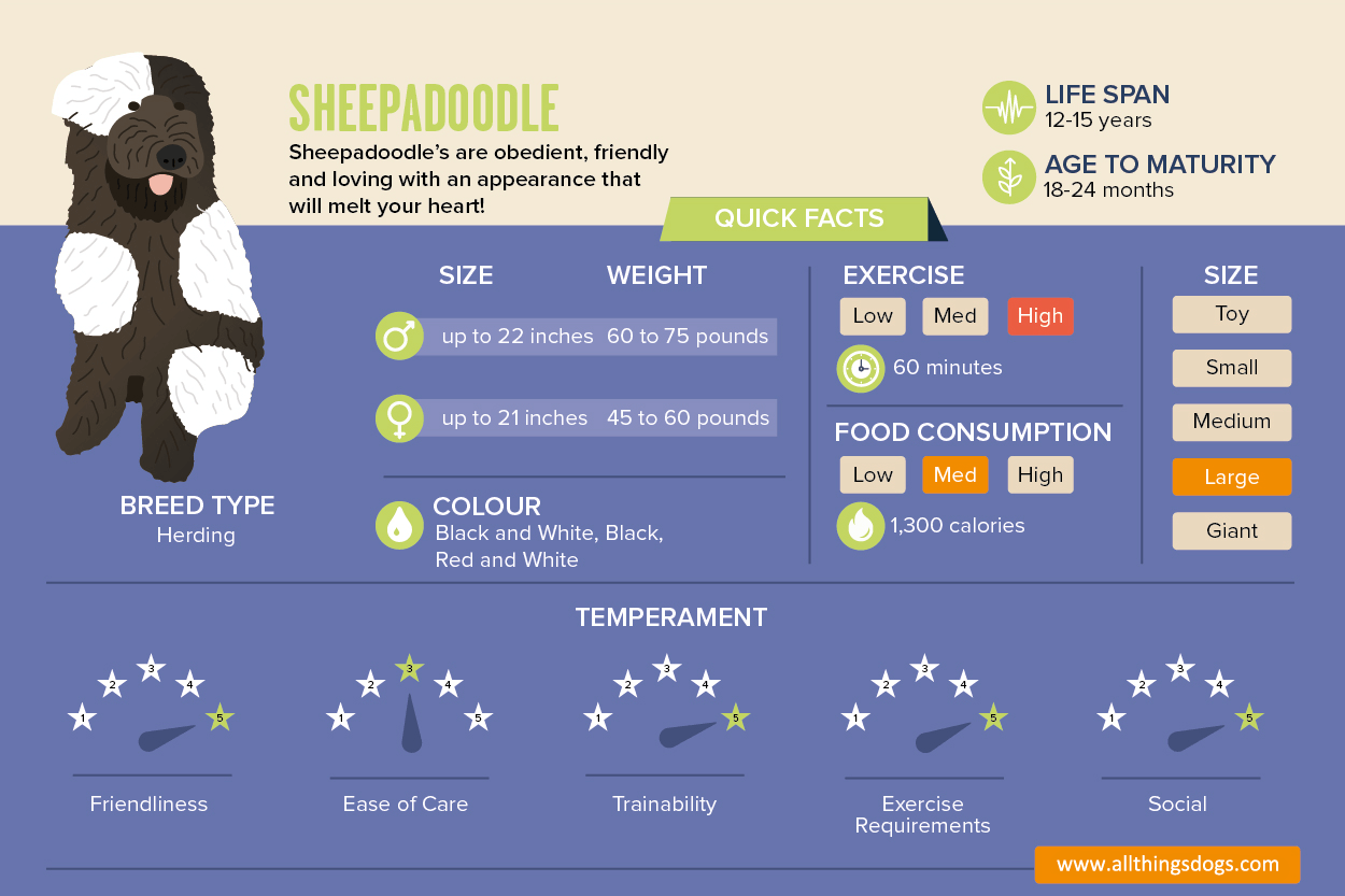 Sheepadoodle Infographic
