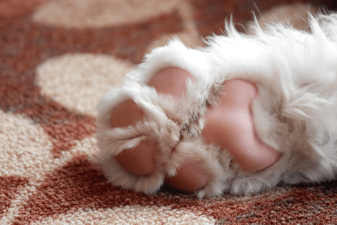 The Paw of a Sheepadoodle