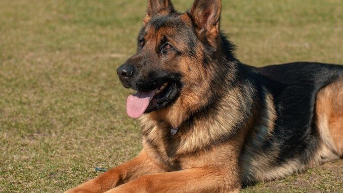 The Shiloh Shepherd Dog