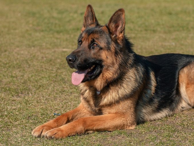 Shiloh Shepherd Dog lying on grass