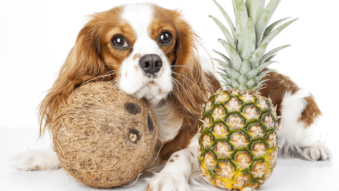 Should a dog eat pineapple