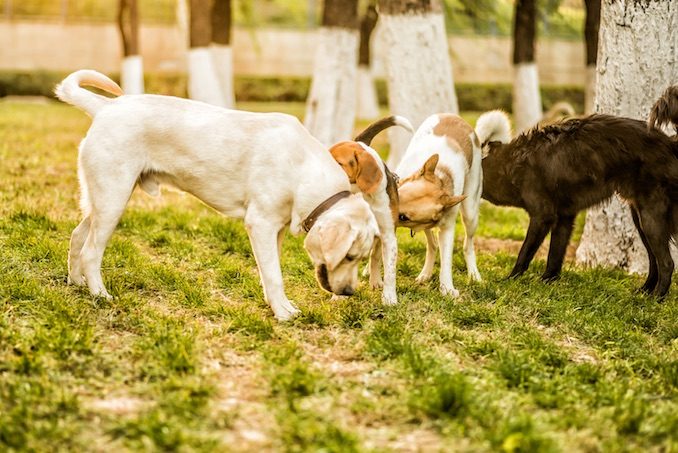 Four dogs playing together in a public park