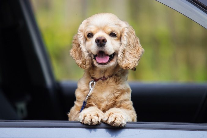 A dog sat in a new car