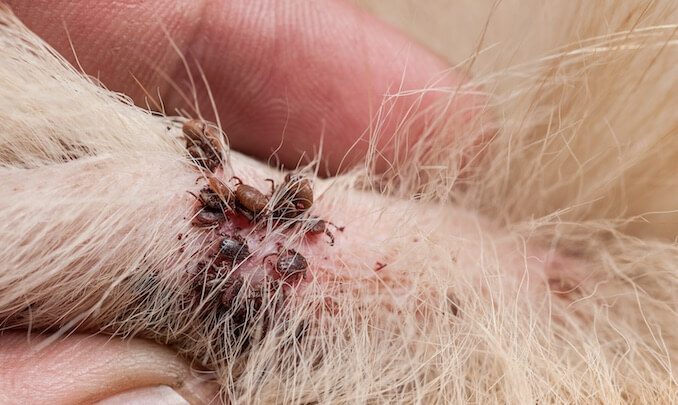 My Dog Was Bit By A Tick | Mice