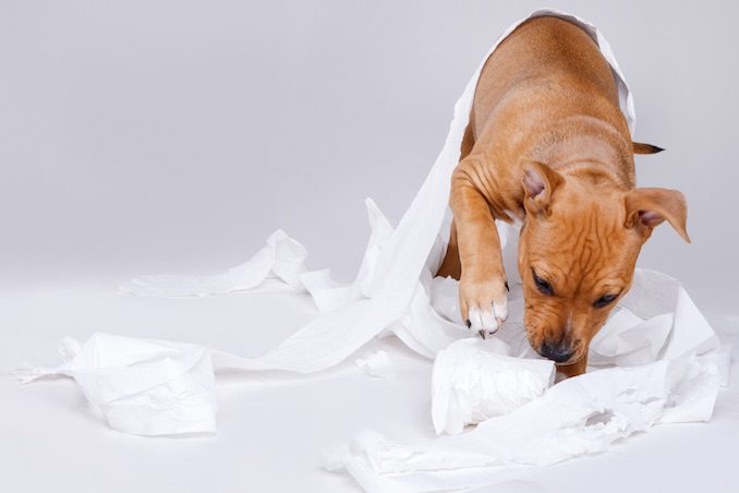 A puppy playing with toilet paper