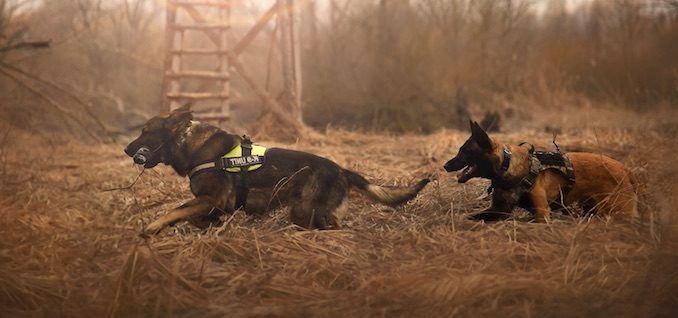 Two dogs being trained for active service