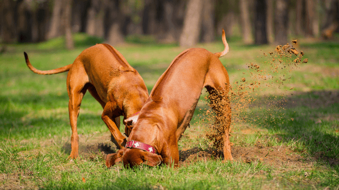 Why Do Dogs Eat Dirt